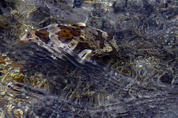 CUBA_5235cr Diodon holocanthus, spiny ballonfish, among other names