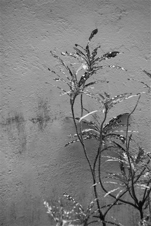 CUBA_5358bw
