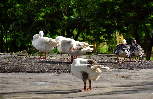 CUBA_5373 Geese at Vista Hermosa organic farm