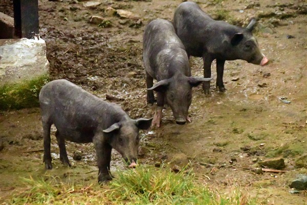 CUBA_5385 Pigs at Vista Hermosa organic farm