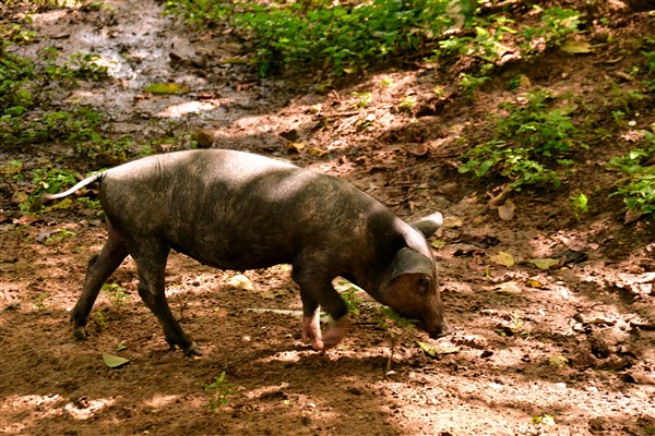 CUBA_5433 Pig at Vista Hermosa organic farm