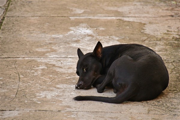 CUBA_5645 Canine siesta II