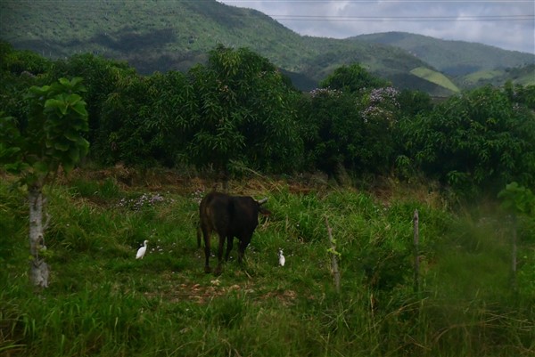 CUBA_6554 On the road to Vinales