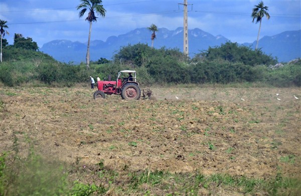 CUBA_6670 On the road to Vinales - Cultivation
