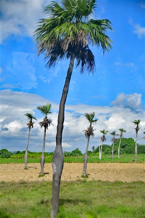 CUBA_6680 On the road to Vinales