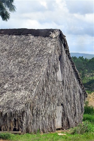 CUBA_6833 On the road to Vinales - Tobacco barn