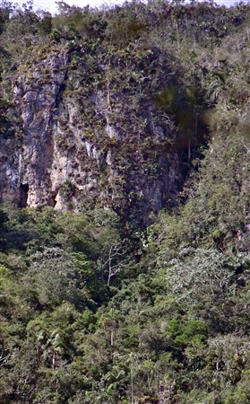CUBA_6863 Mogote