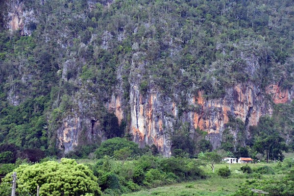 CUBA_6864 Mogote