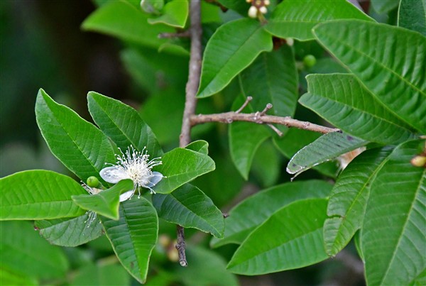 CUBA_6866 Citrus flower