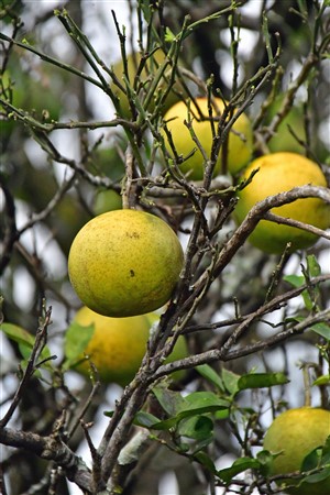 CUBA_6867 Citrus by the casa