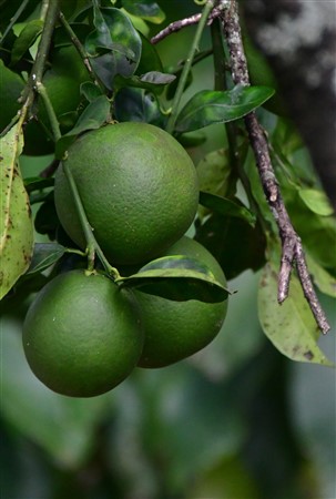 CUBA_6870 Limes by the casa