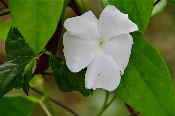 CUBA_6880 Roadside flower