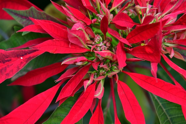 CUBA_6883 Roadside pointsettias