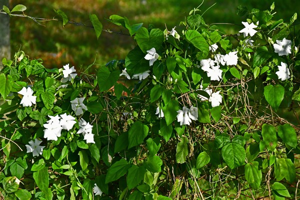CUBA_6941 Roadsides were in full bloom