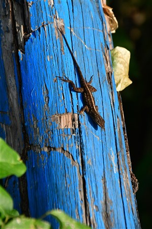 CUBA_6943 Cuban anole on blue