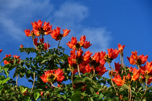 CUBA_6952 African tulip tree