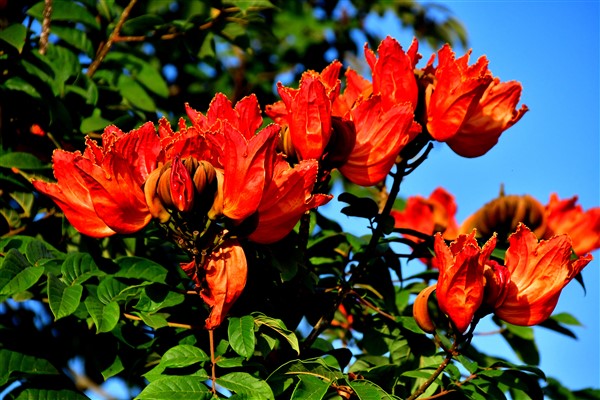 CUBA_6954 African tulip tree