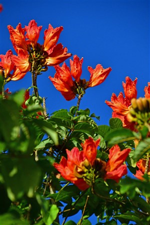 CUBA_6955 African tulip tree
