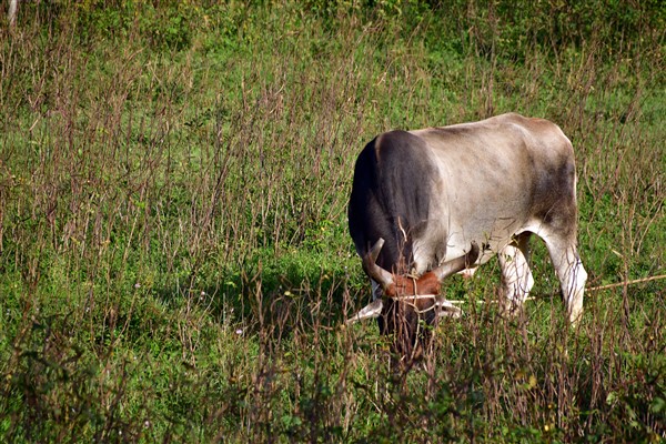 CUBA_6962 Afternoon grazer