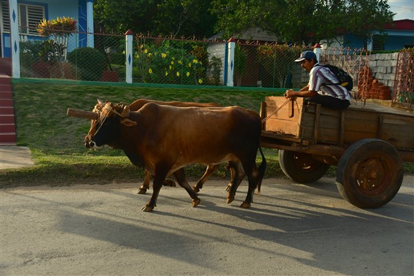 CUBA_6967 Powered by bullocks!