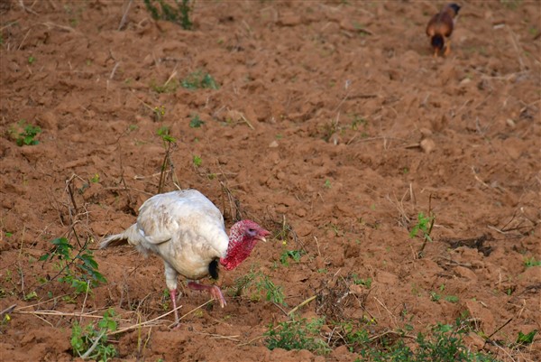 CUBA_6970 Roadside turkey