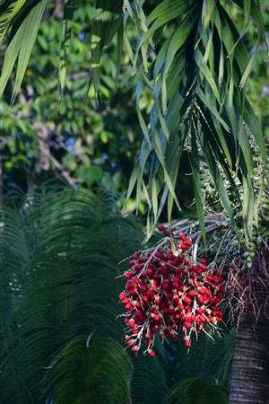 CUBA_7018 Palm nuts