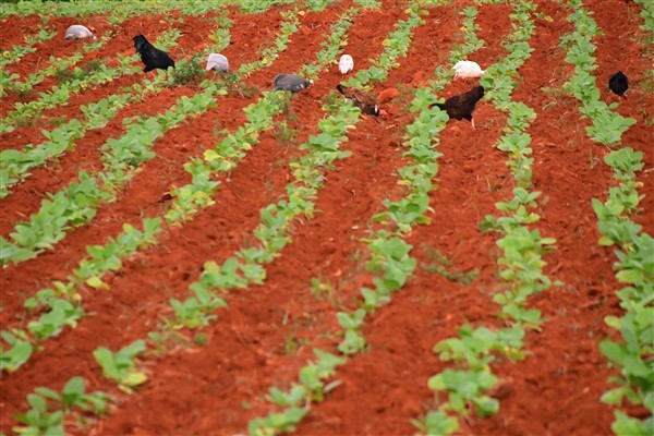 CUBA_7067 Biological control of the insects in the black bean field in tabacco