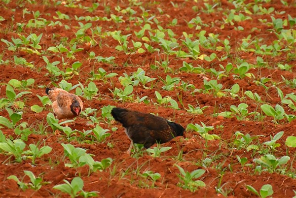 CUBA_7075 Biological control of the insects in tabacco