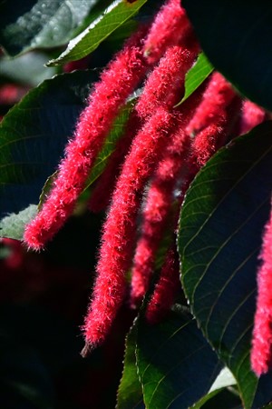 CUBA_7098-2 Chenille plant (red hot cat's tail; fox tail) - Acalypha hispida