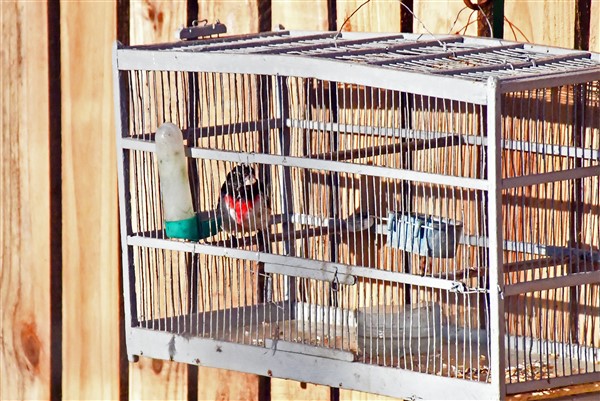 CUBA_71012 - Rose-breasted grossbeak in captivity