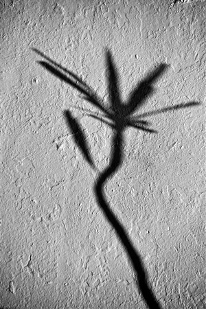 CUBA_7105 Shadowed