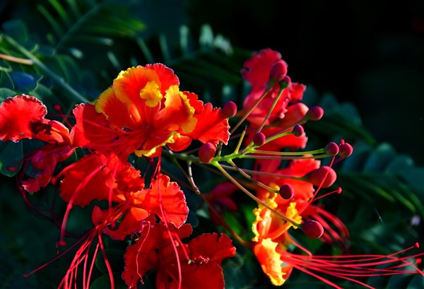 CUBA_7112 Flowers in yard