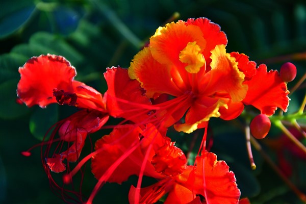 CUBA_71132 Flowers in yard
