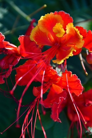 CUBA_7114 Flowers in yard