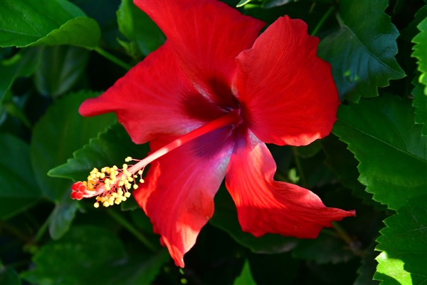 CUBA_7117 Hibiscus