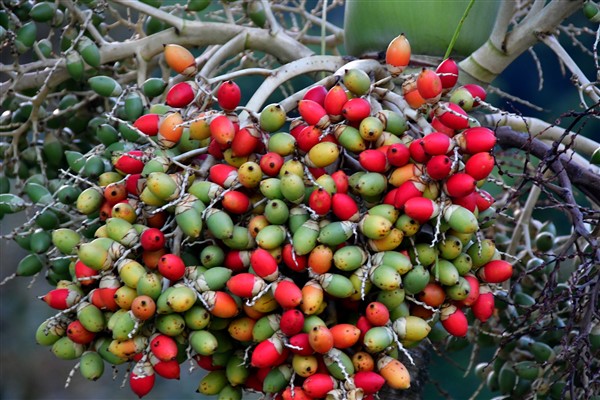 CUBA_7152 Palm nuts