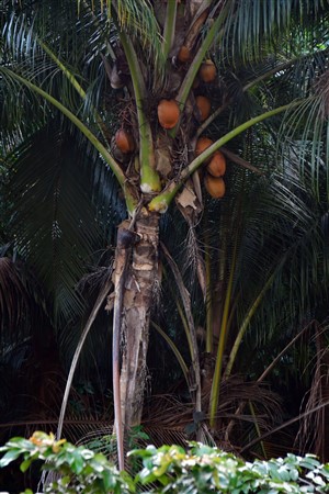 CUBA_7156 Coconut palm