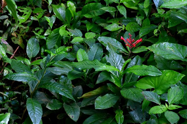 CUBA_7158 Stream bank flowers
