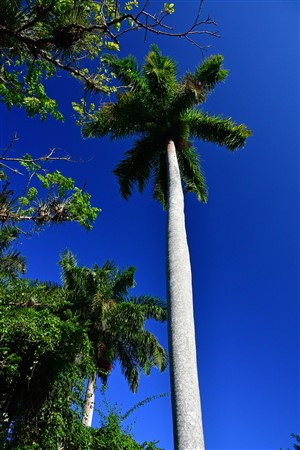 CUBA_7163 Palm against Cuban sky