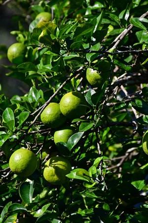CUBA_7166 Limes