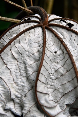 CUBA_7173 Underside of cecropia tree leaf