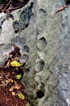 CUBA_7182 Water-eroded mogote limestone
