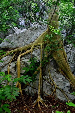 CUBA_7185 Tree and limestone