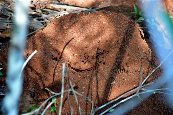 CUBA_7200-2 Ants on top of the mogote