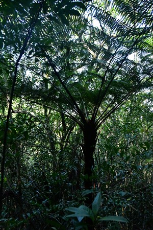 CUBA_7203 Tree fern
