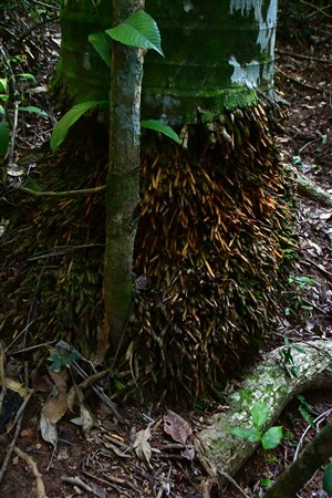 CUBA_7209 Palm roots