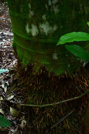 CUBA_7210 Palm roots