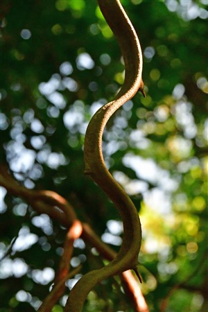 CUBA_7211-2 Snakey vine