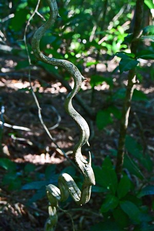 CUBA_7213 Snakey vine