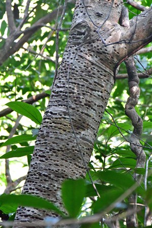 CUBA_7216 Yellow-bellied sapsucker work